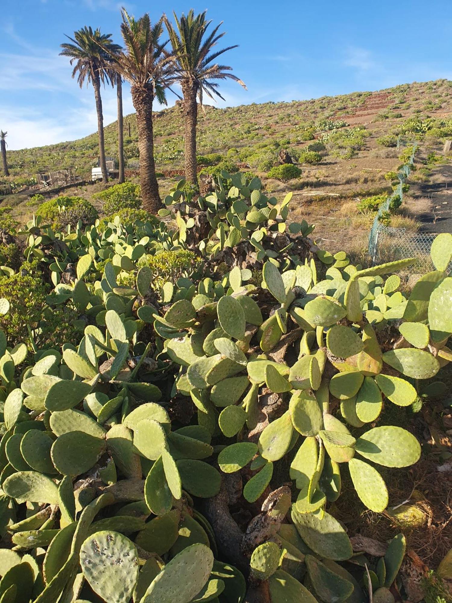 Casa La Tunera, Country House, Haria, Lanzarote Екстериор снимка